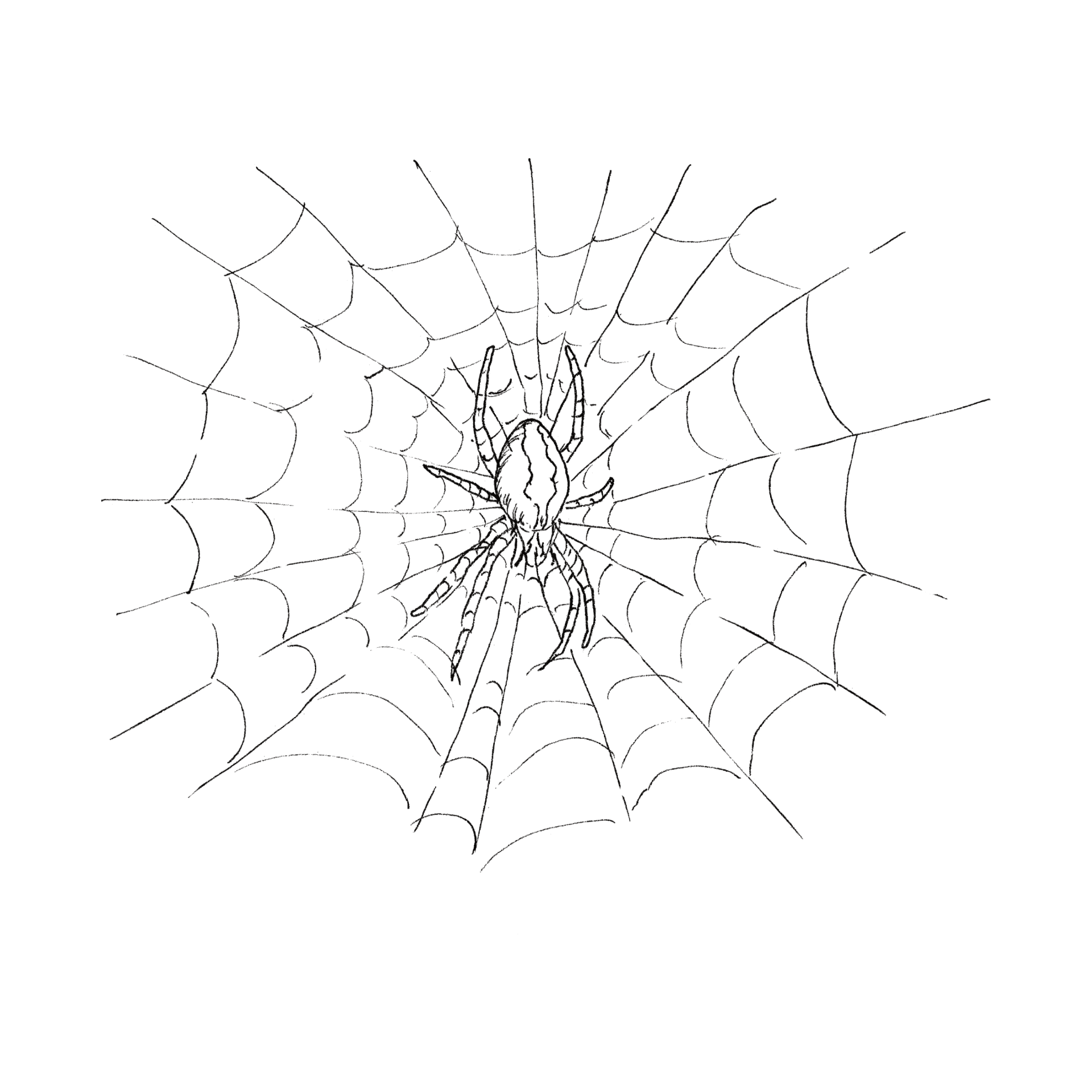 Spider in its Web line drawing