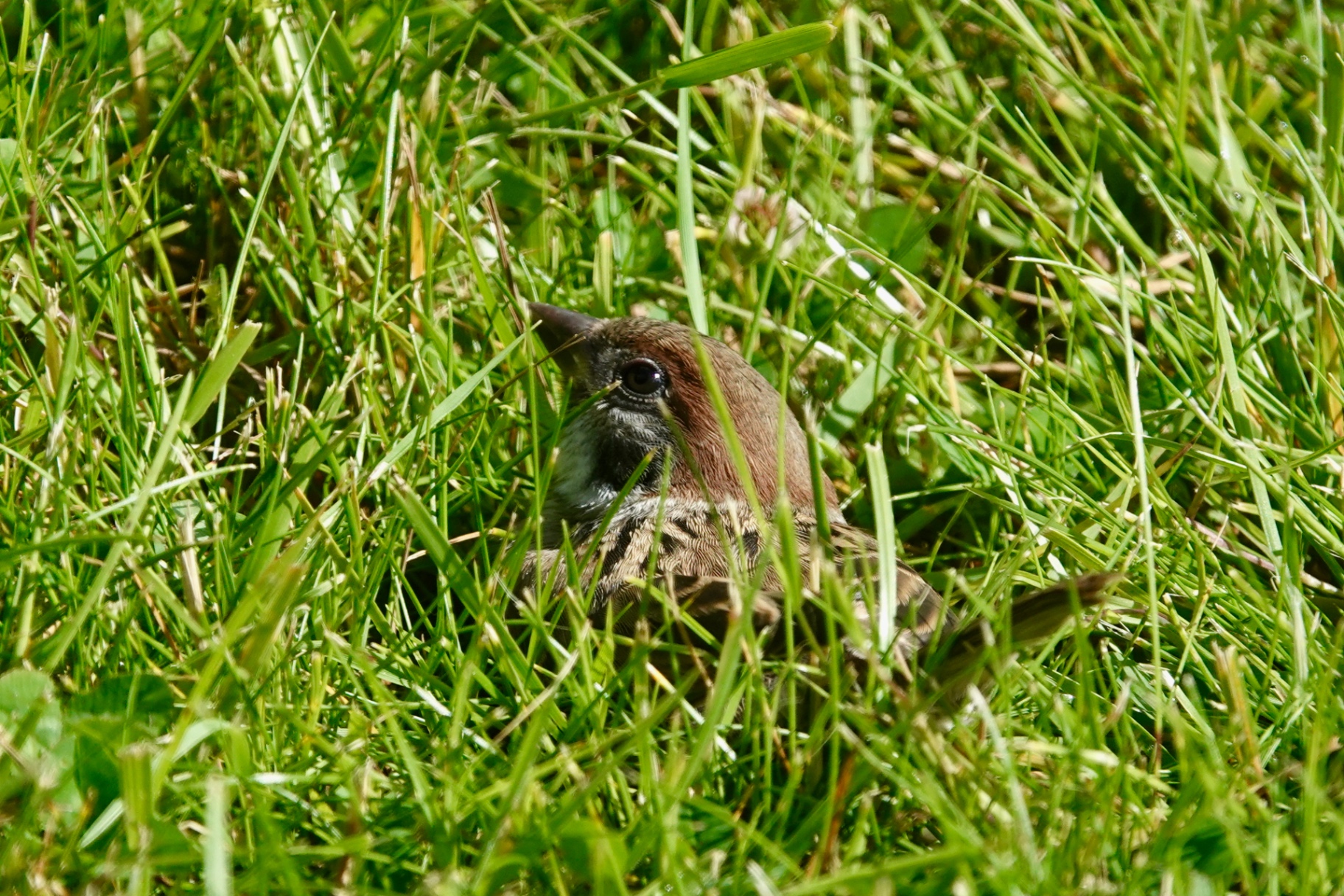 Fledgling Tree Sparrow hiding in long grass