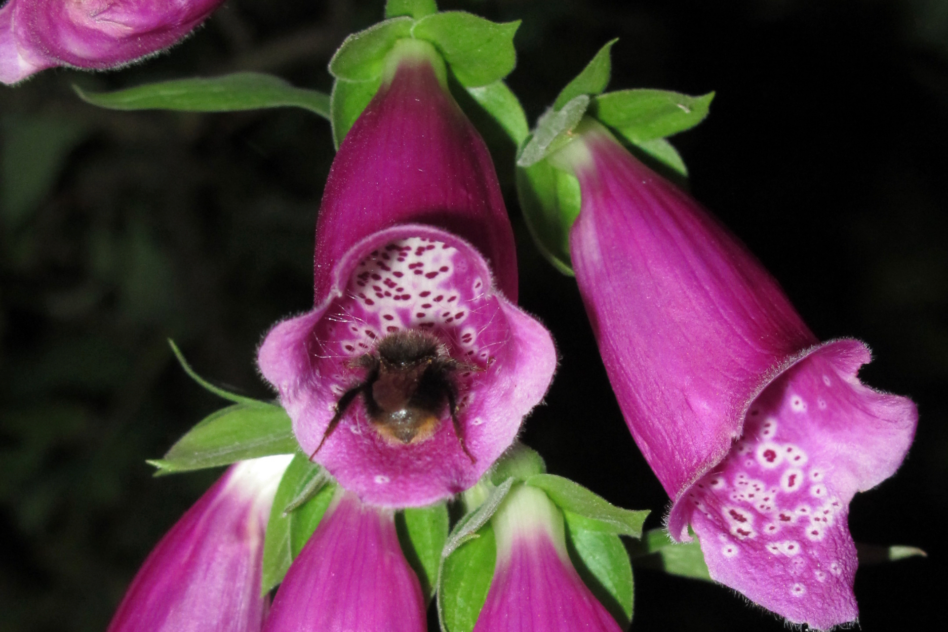 Bumblebee inside foxglove