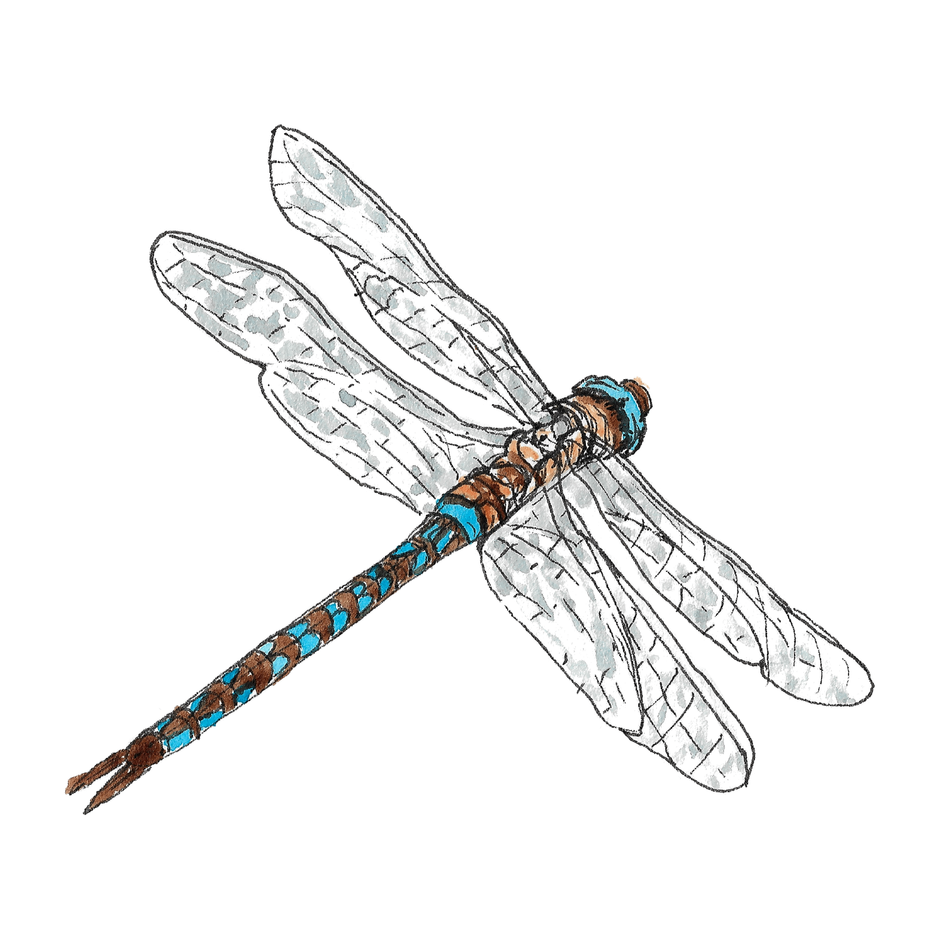Watercolour illustration of a dragonfly