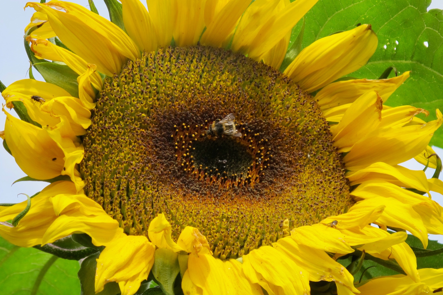 Bumblebee on sunflower