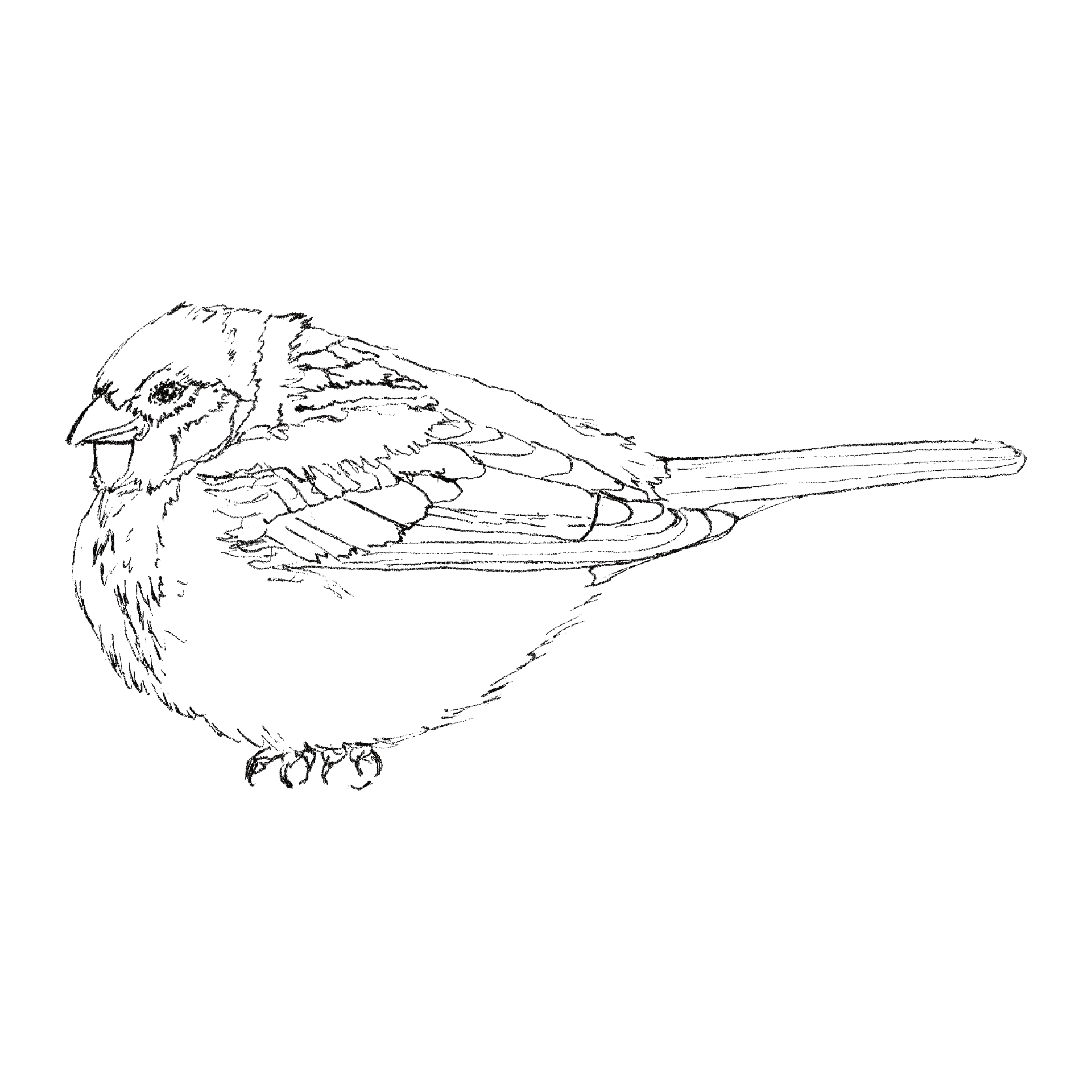 Tree Sparrow line drawing