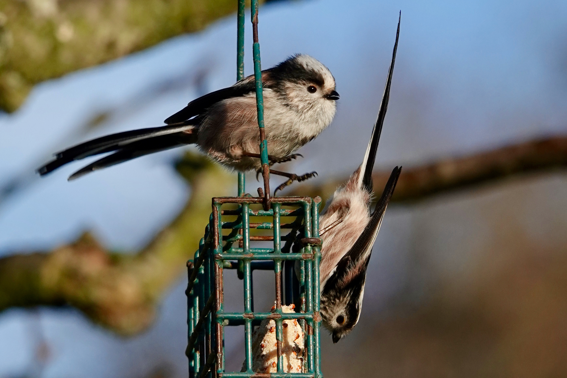 Two Long-tailed Tits feeding on a hanging feeder
