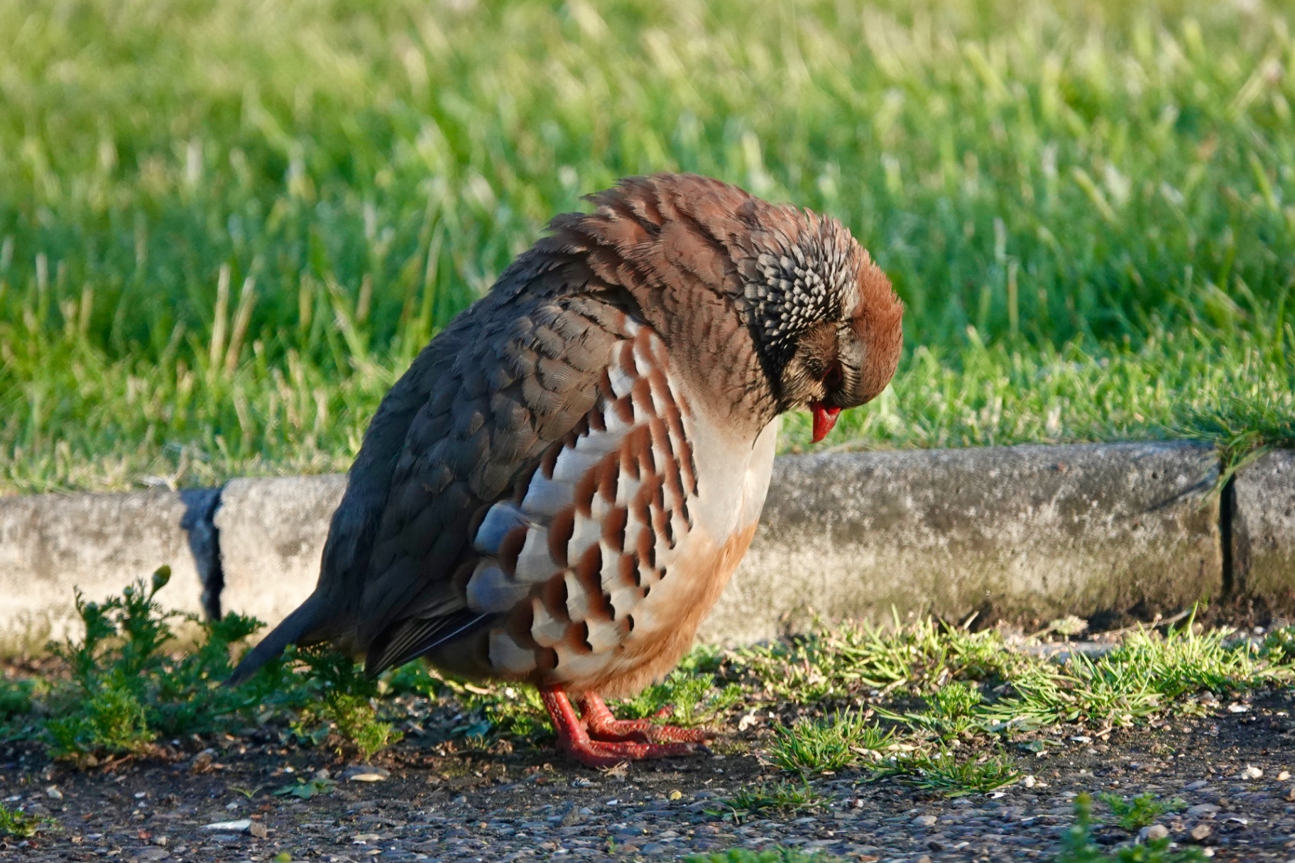 A Red-legged Partridge resting on a kerb edge with its head tucked down and eyes closed, feathers fluffed for warmth