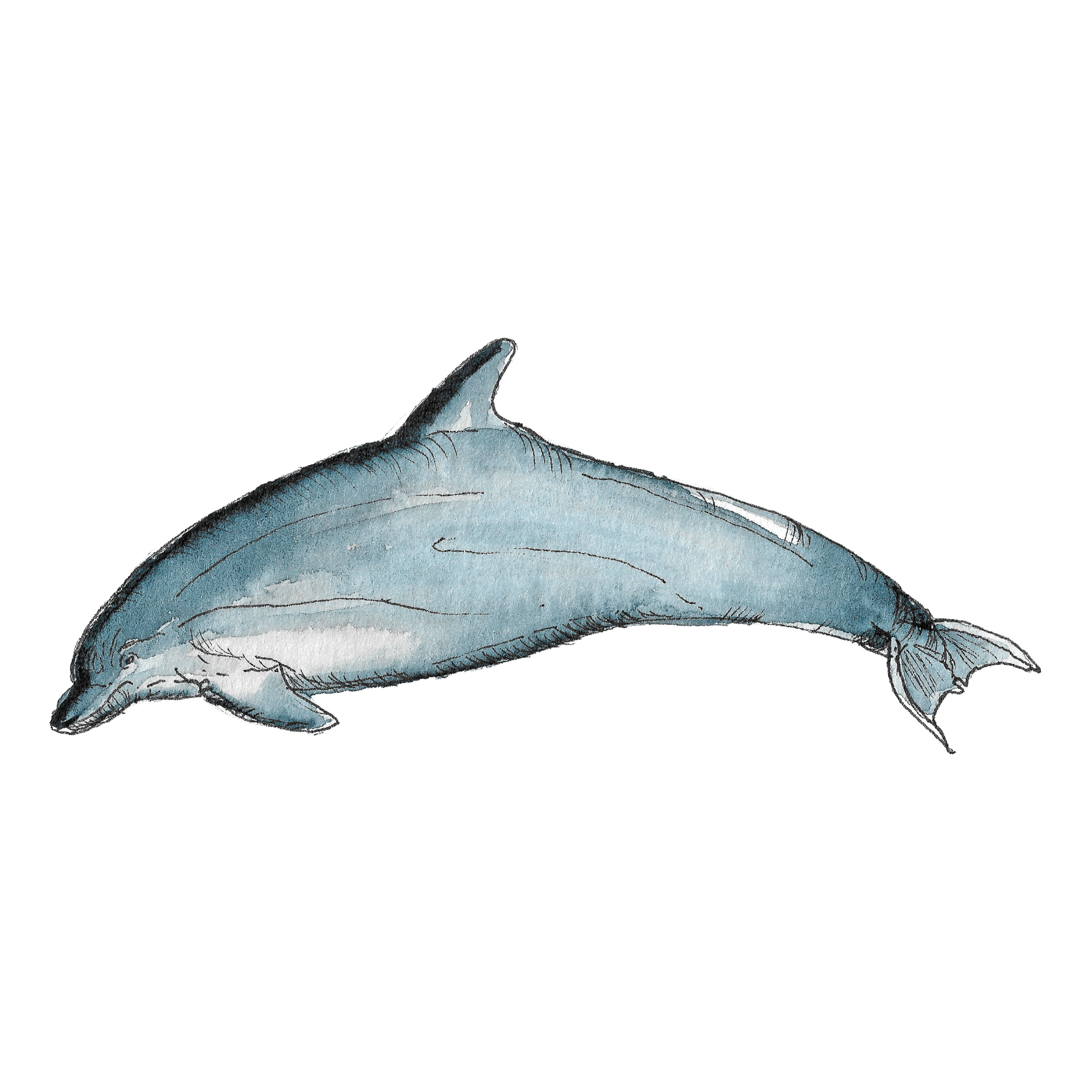 Watercolour illustration of a bottlenose dolphin