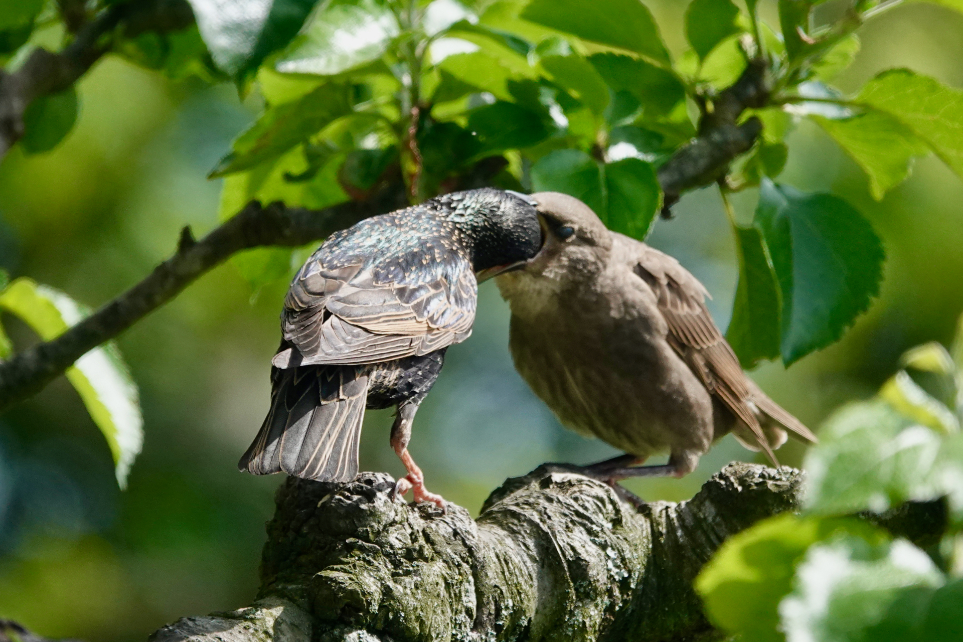 Adult Starling feeding a fledgeling on a tree branch