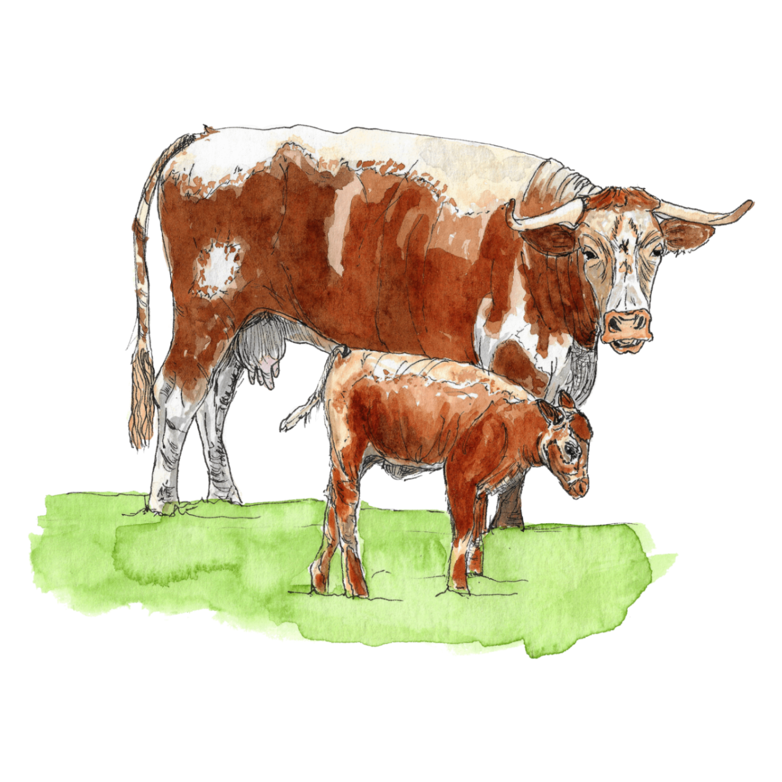 Watercolour illustration of English longhorn cattle