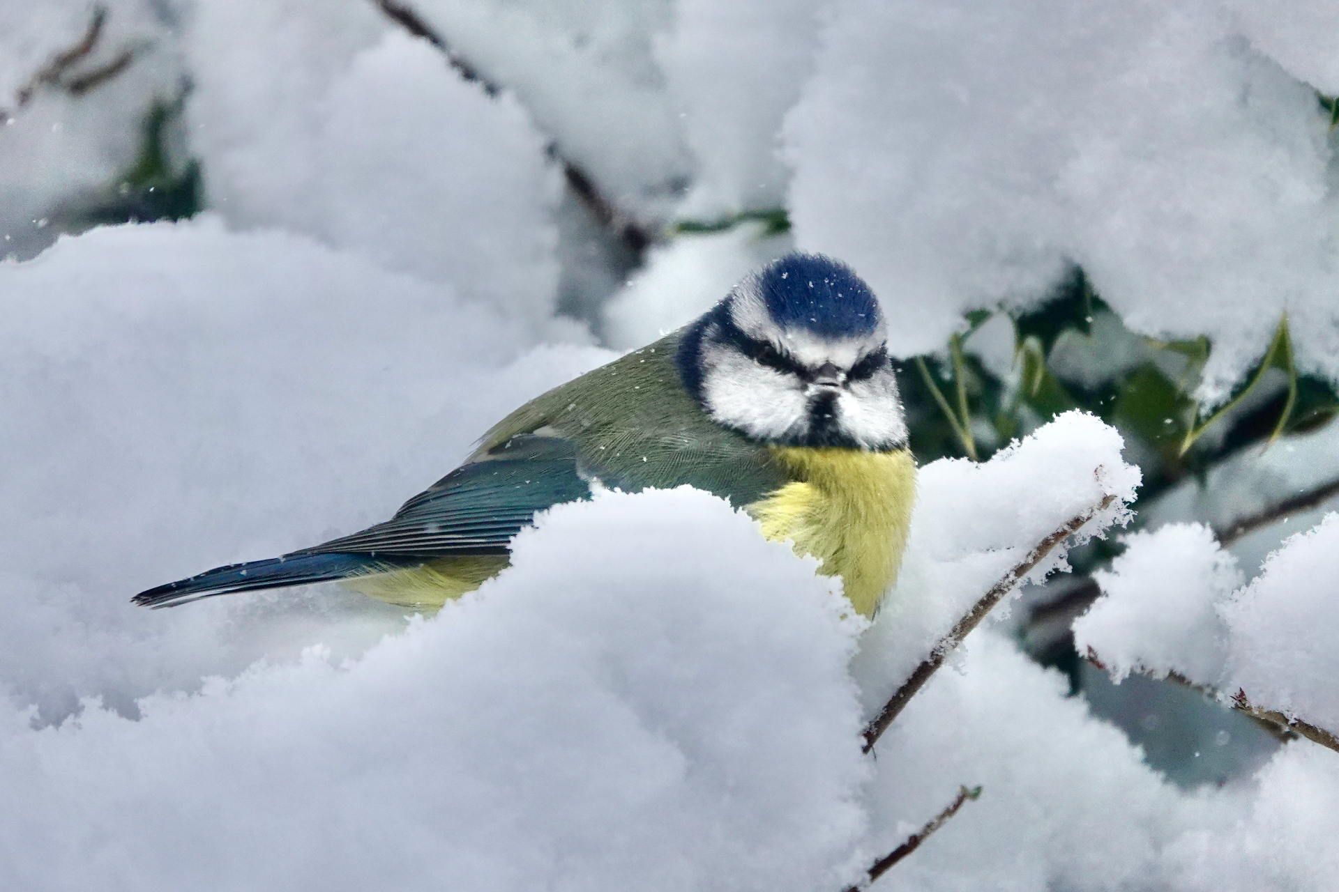 A blue tit perched in winter snow
