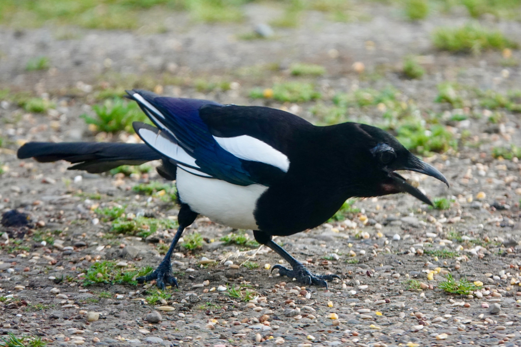 A Magpie on a gravel path with its beak open, eating