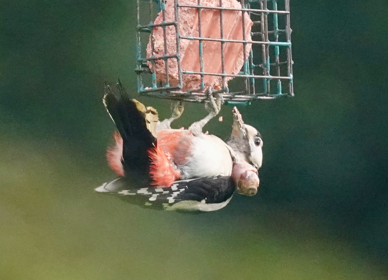 Male Great Spotted Woodpecker with lesion hanging beneath a suet feeder