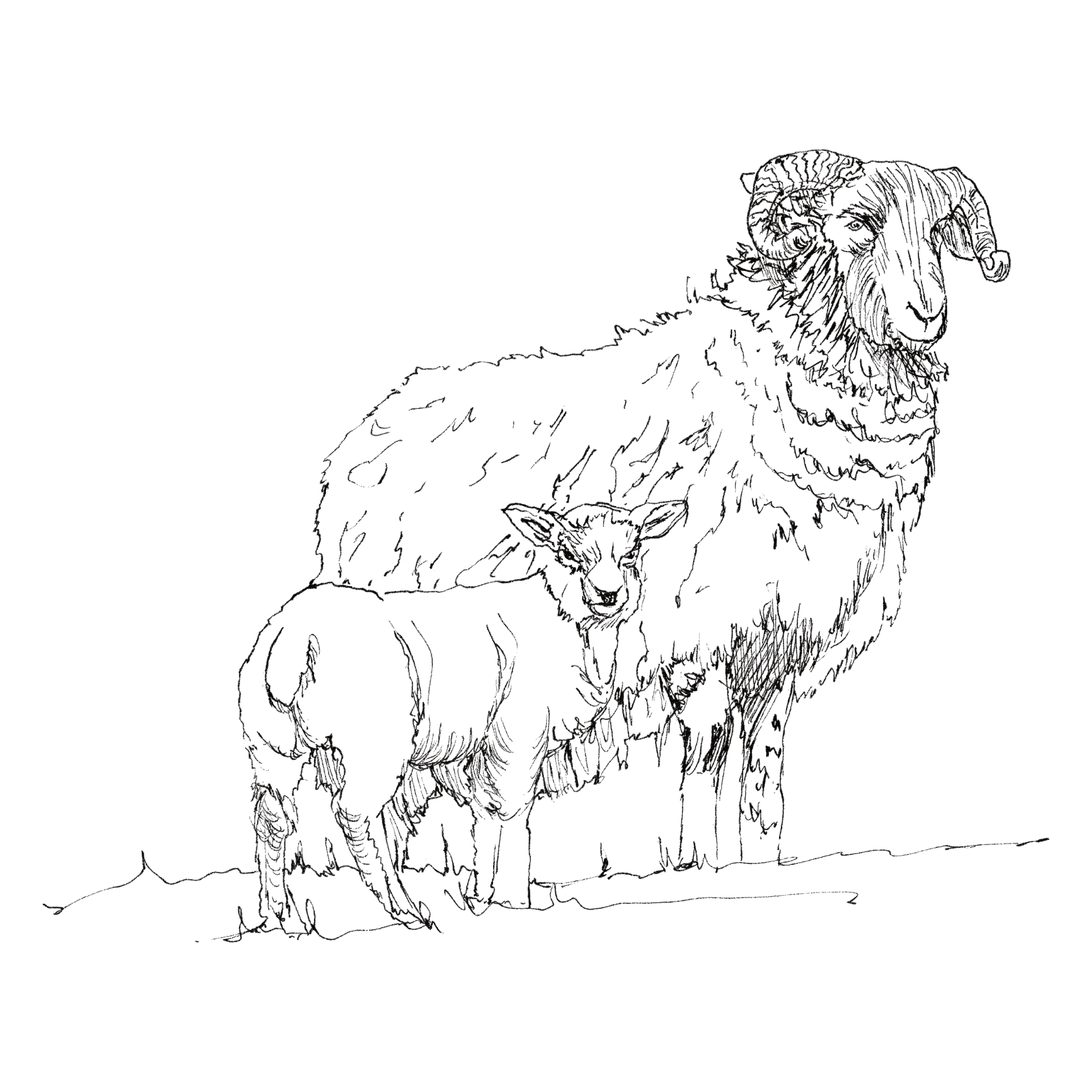 Swaledale Sheep and Lamb line drawing