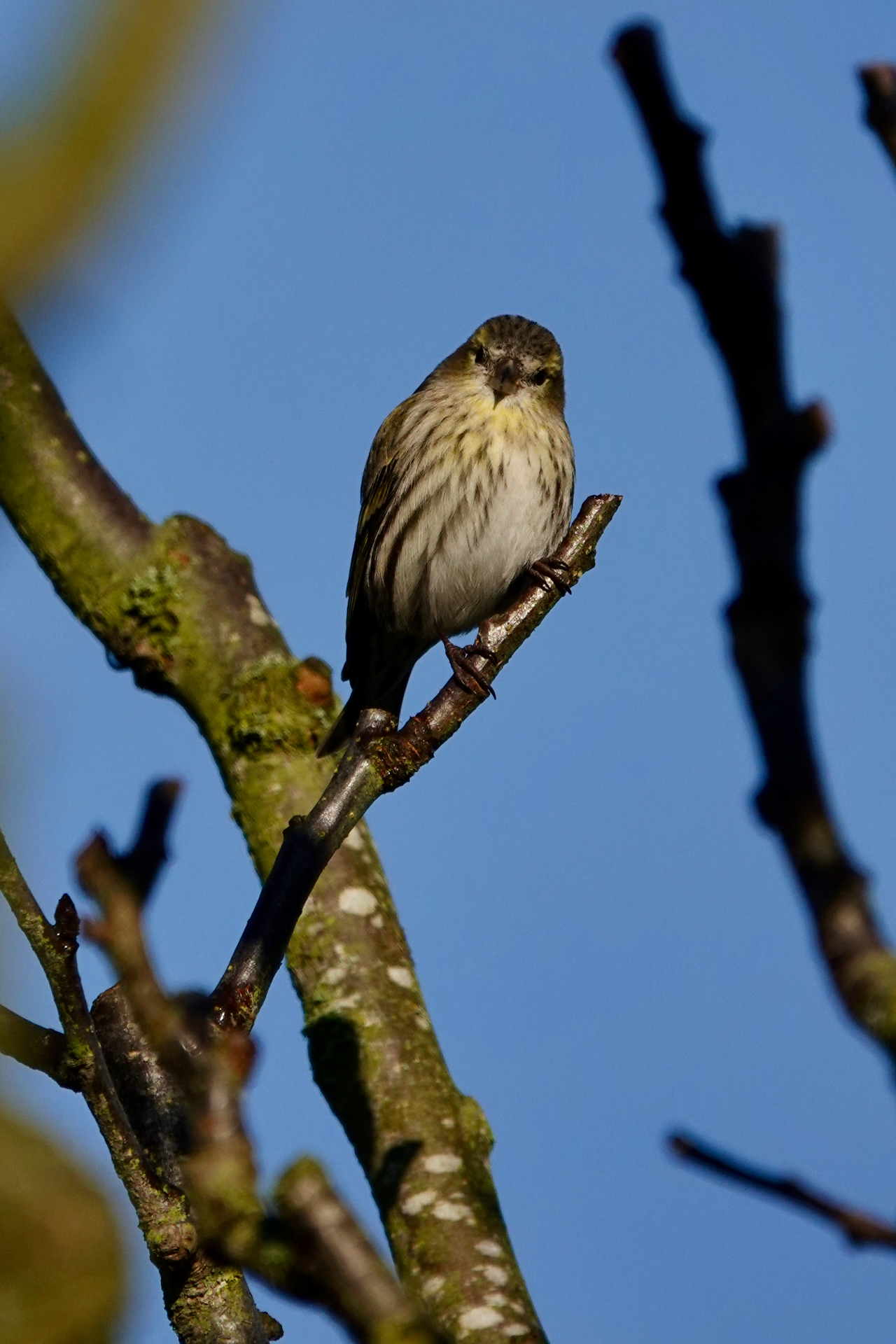 A Redpoll perched on a bare branch facing the camera