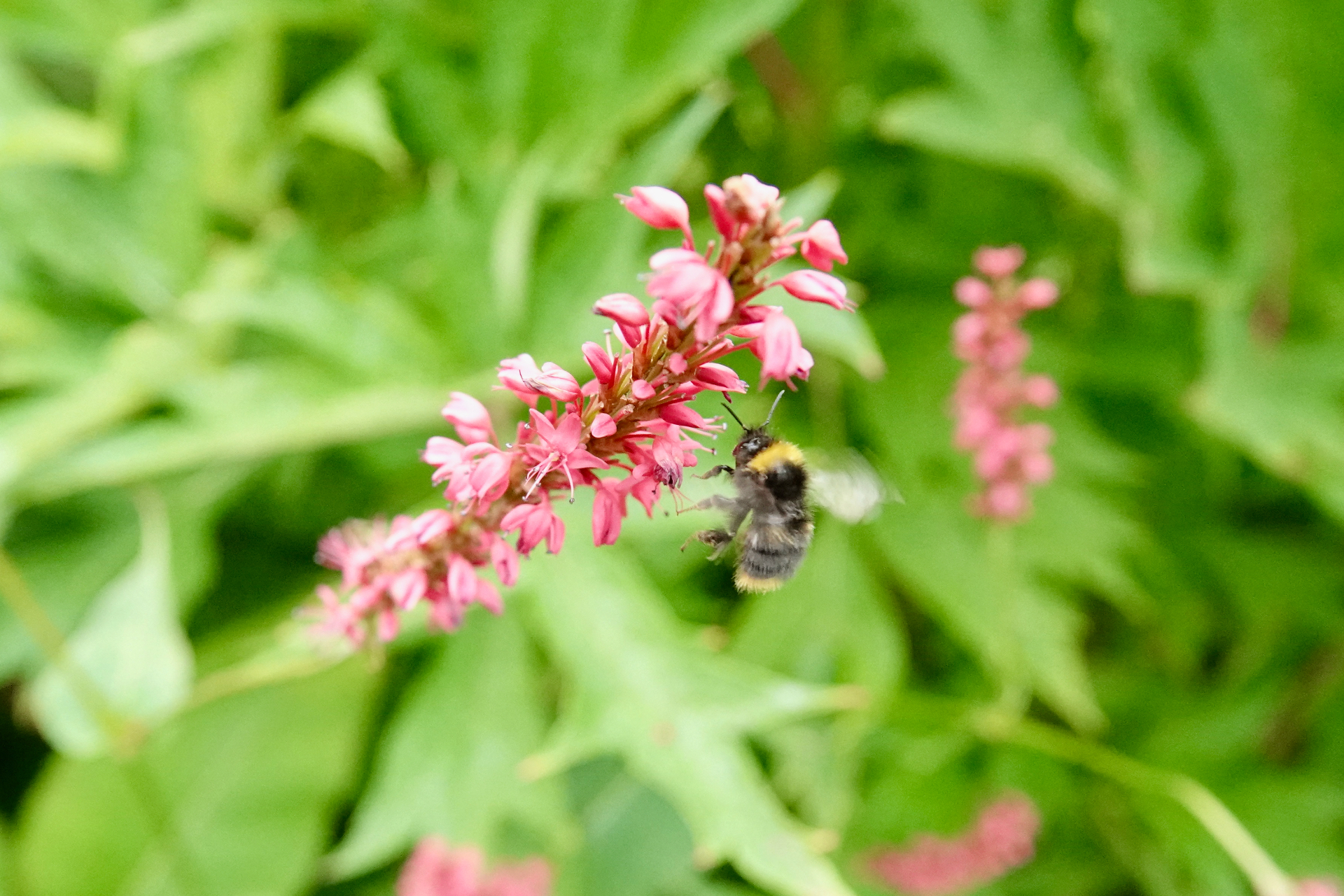 Bumblebee in flight near persicaria