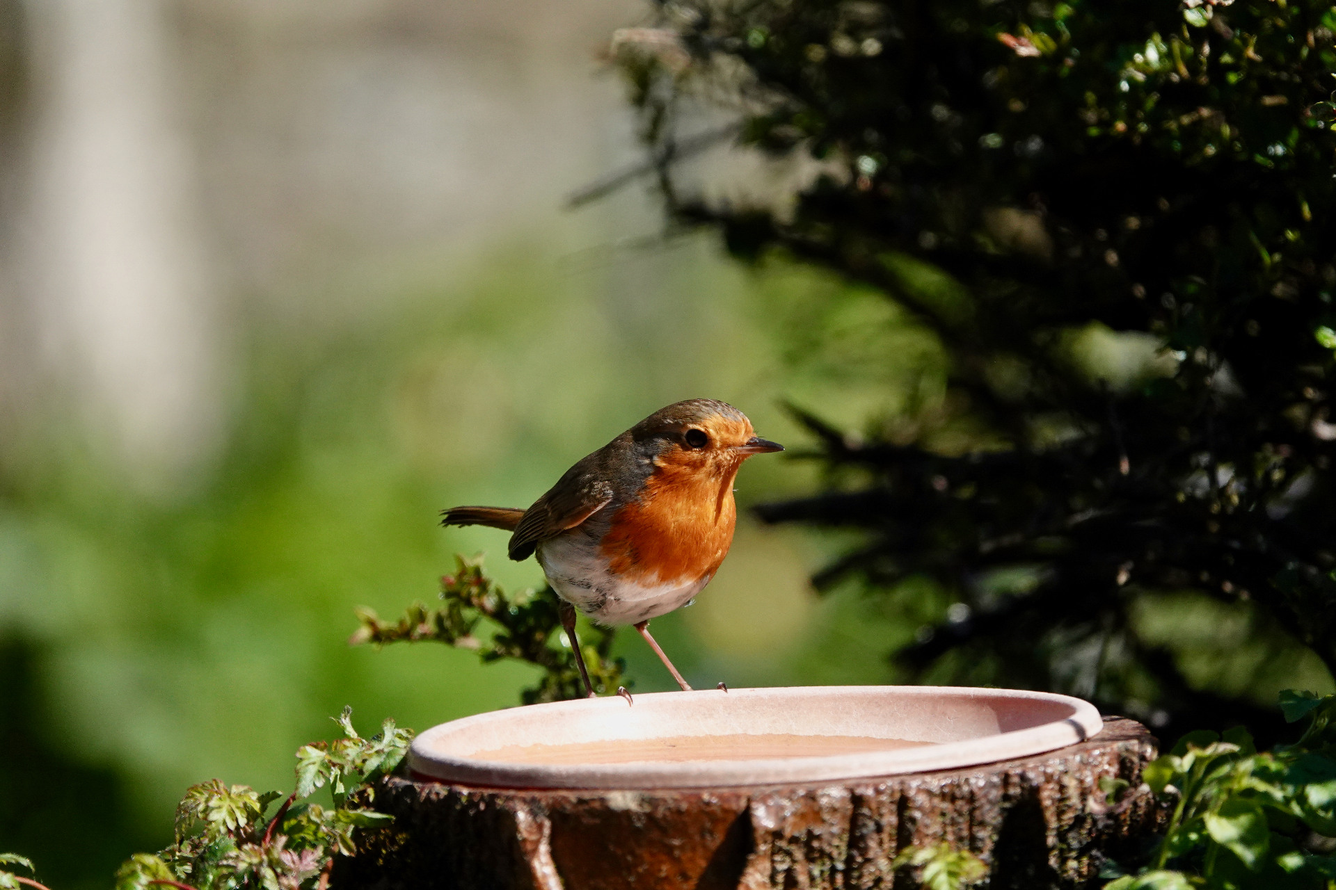 A Robin perched on the rim of a shallow terracotta water dish set on a log, with dappled sunlight and dark green foliage behind