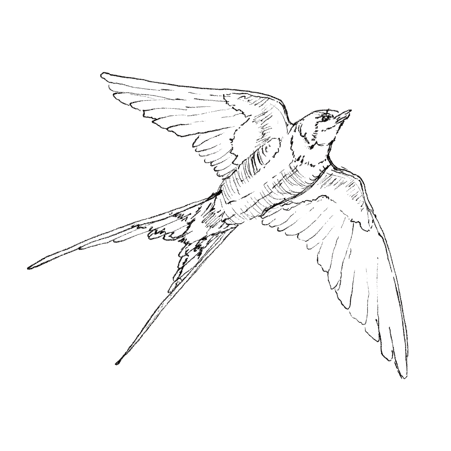 Swallow line drawing