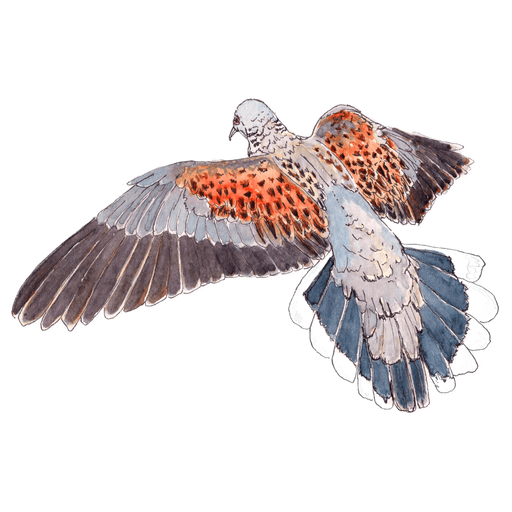 Watercolour illustration of a turtle dove landing with wings spread