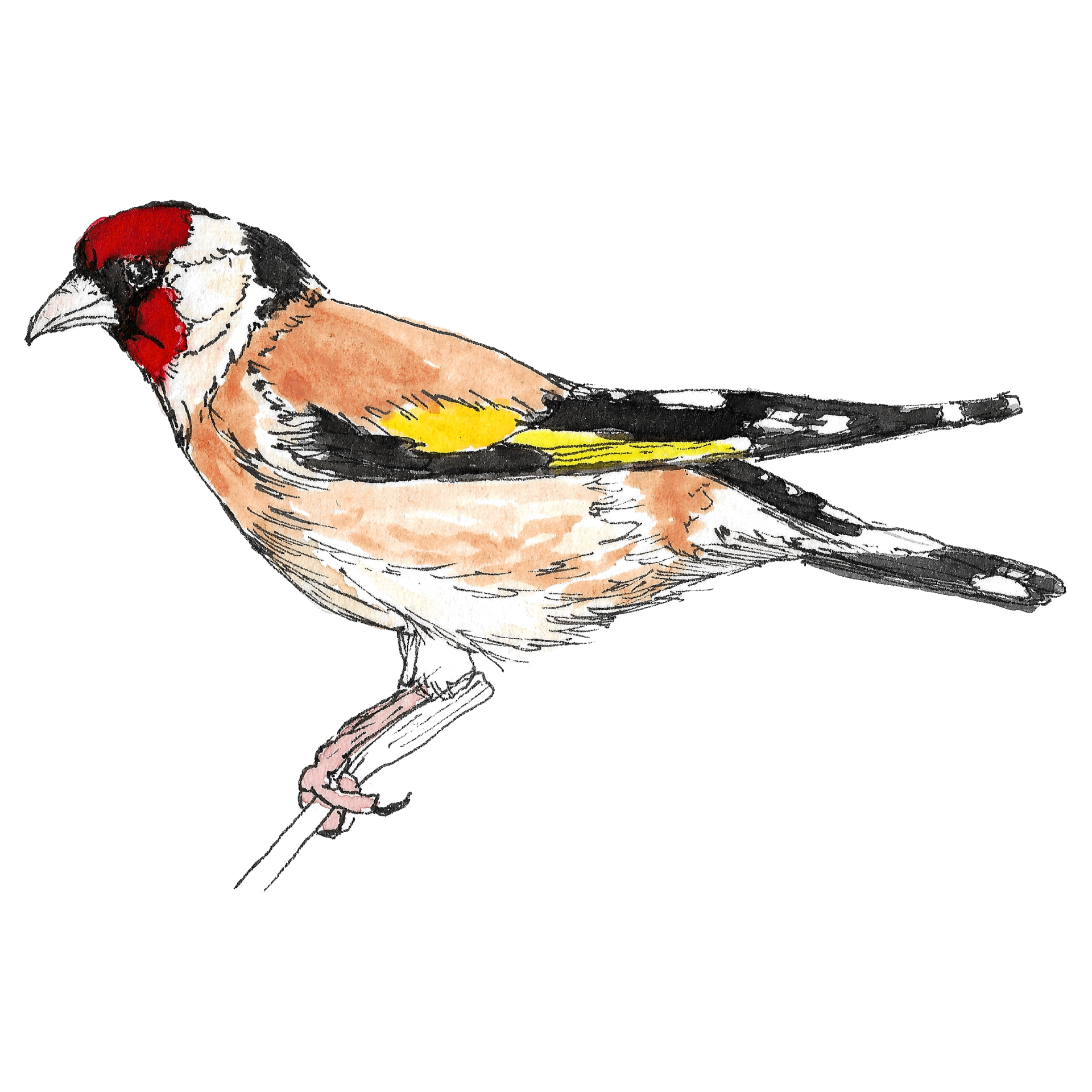 Watercolour illustration of a goldfinch