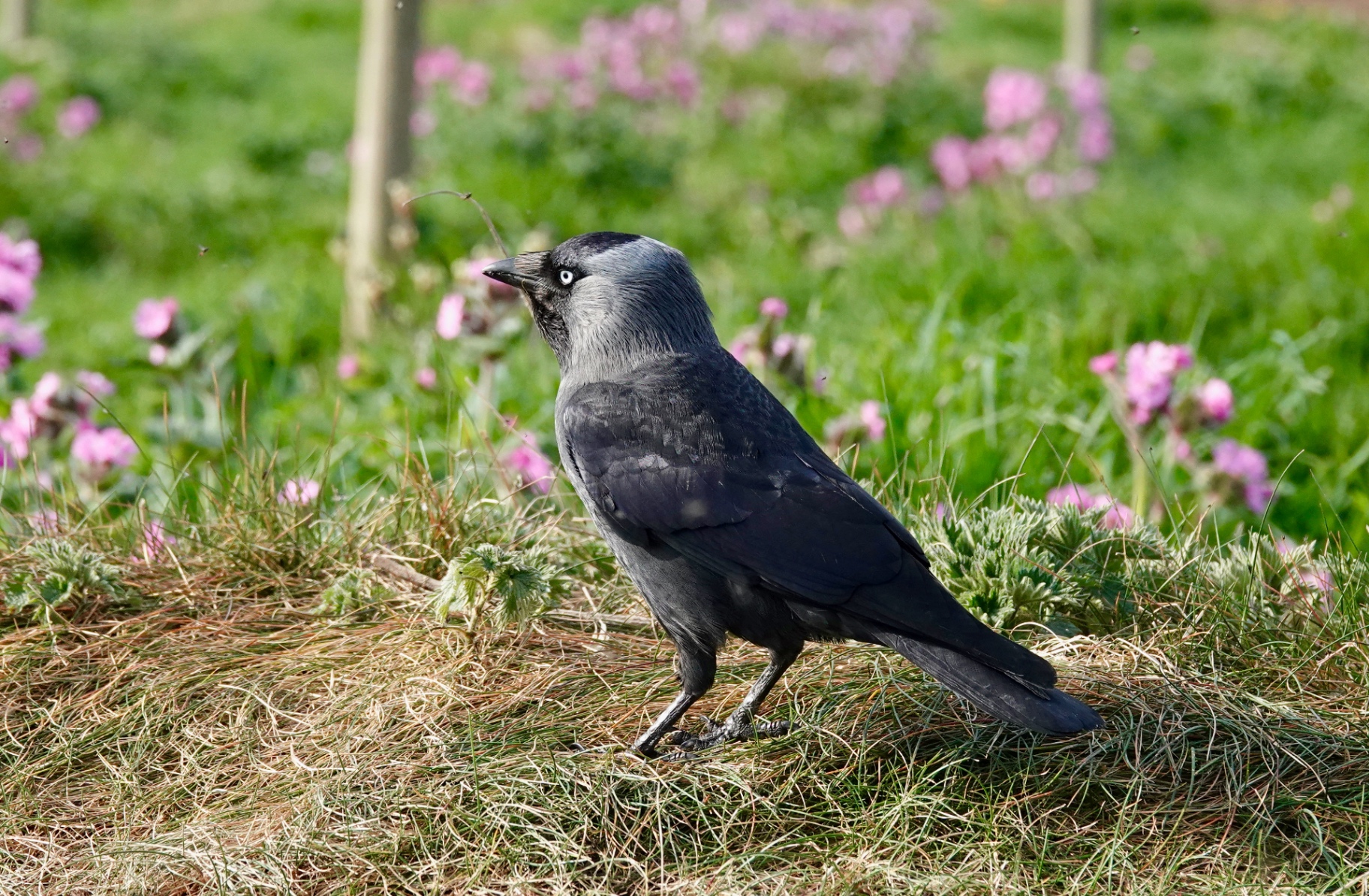 A Jackdaw standing on grass surrounded by pink wildflowers