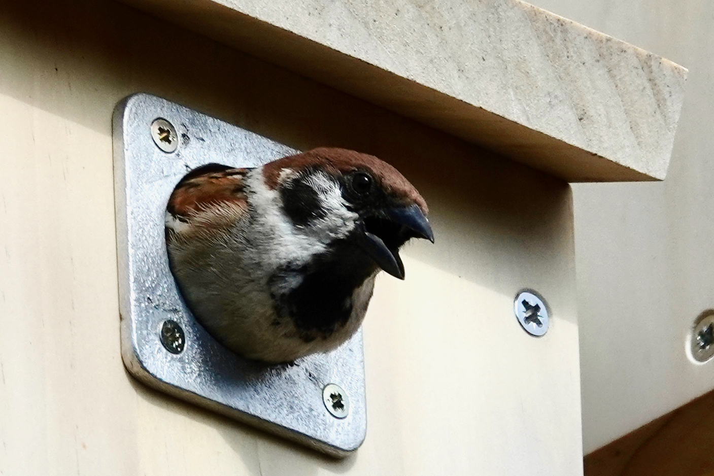 Tree Sparrow calling from a metal-plated nest box hole