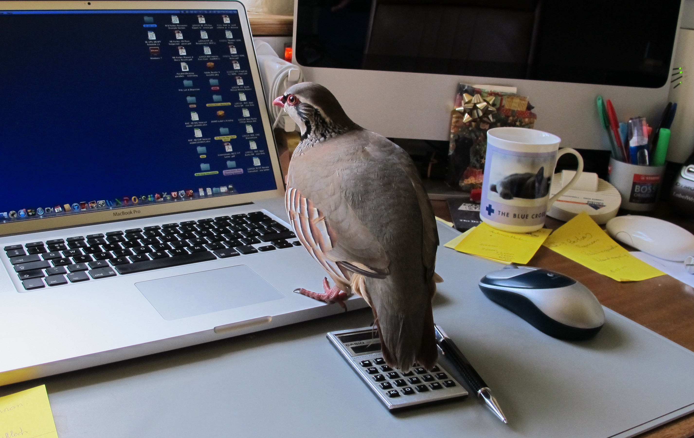 A red-legged partridge standing on a desk next to a laptop.