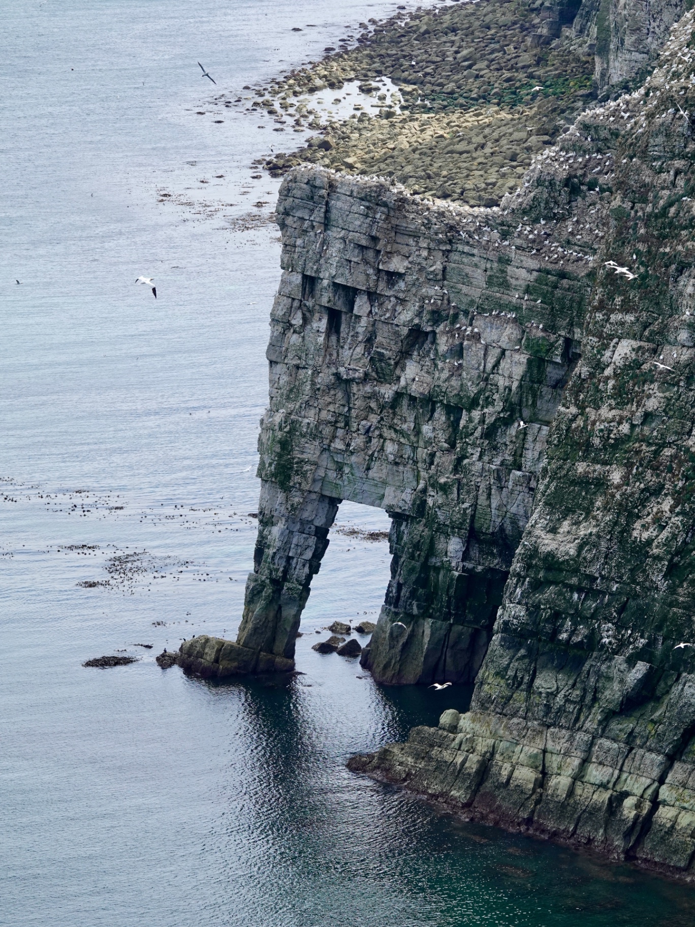 Bempton Cliffs view