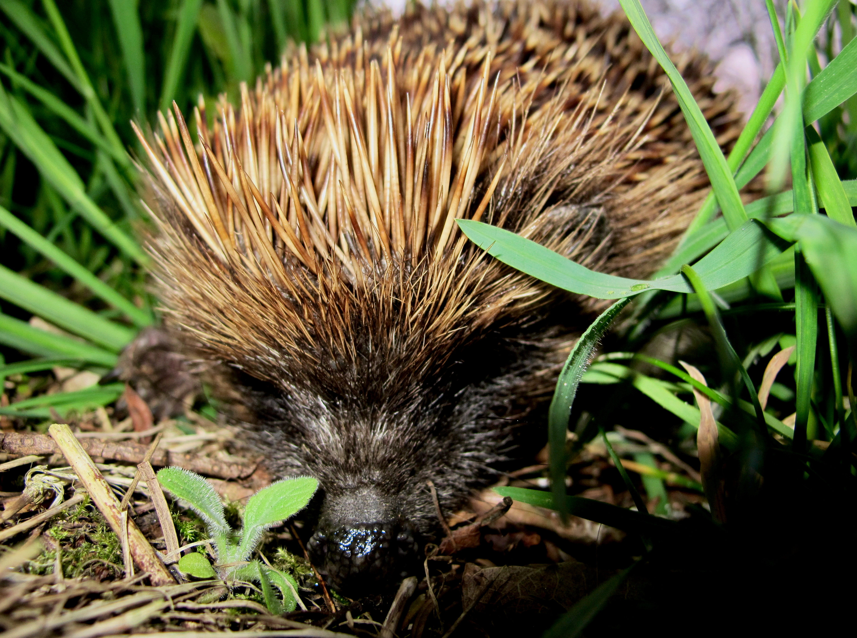 A hedgehog searching for insects and grubs in the grass.