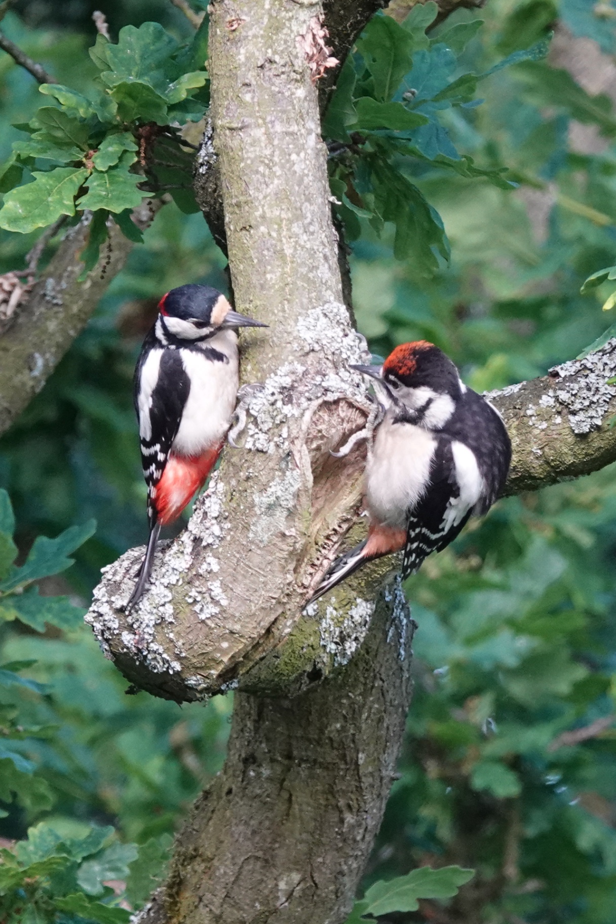 Adult male and juvenile Great Spotted Woodpecker on an oak trunk